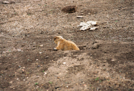 [Prairie dog with the upper half of its body out of the hole. Ground around the hole is all dirt.]